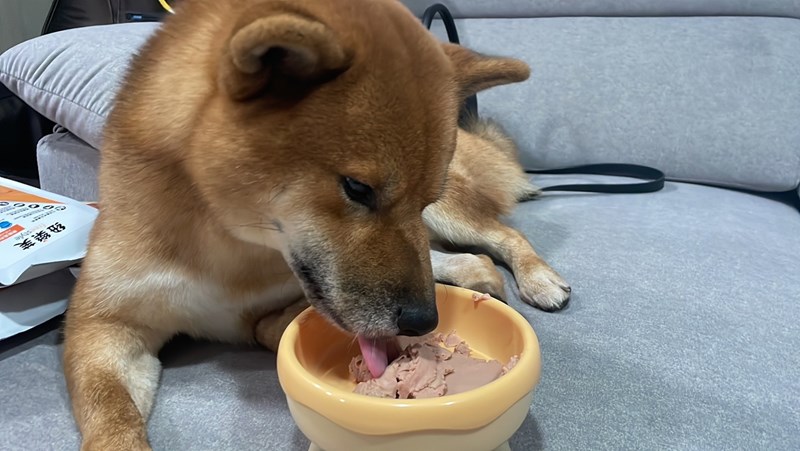 試用